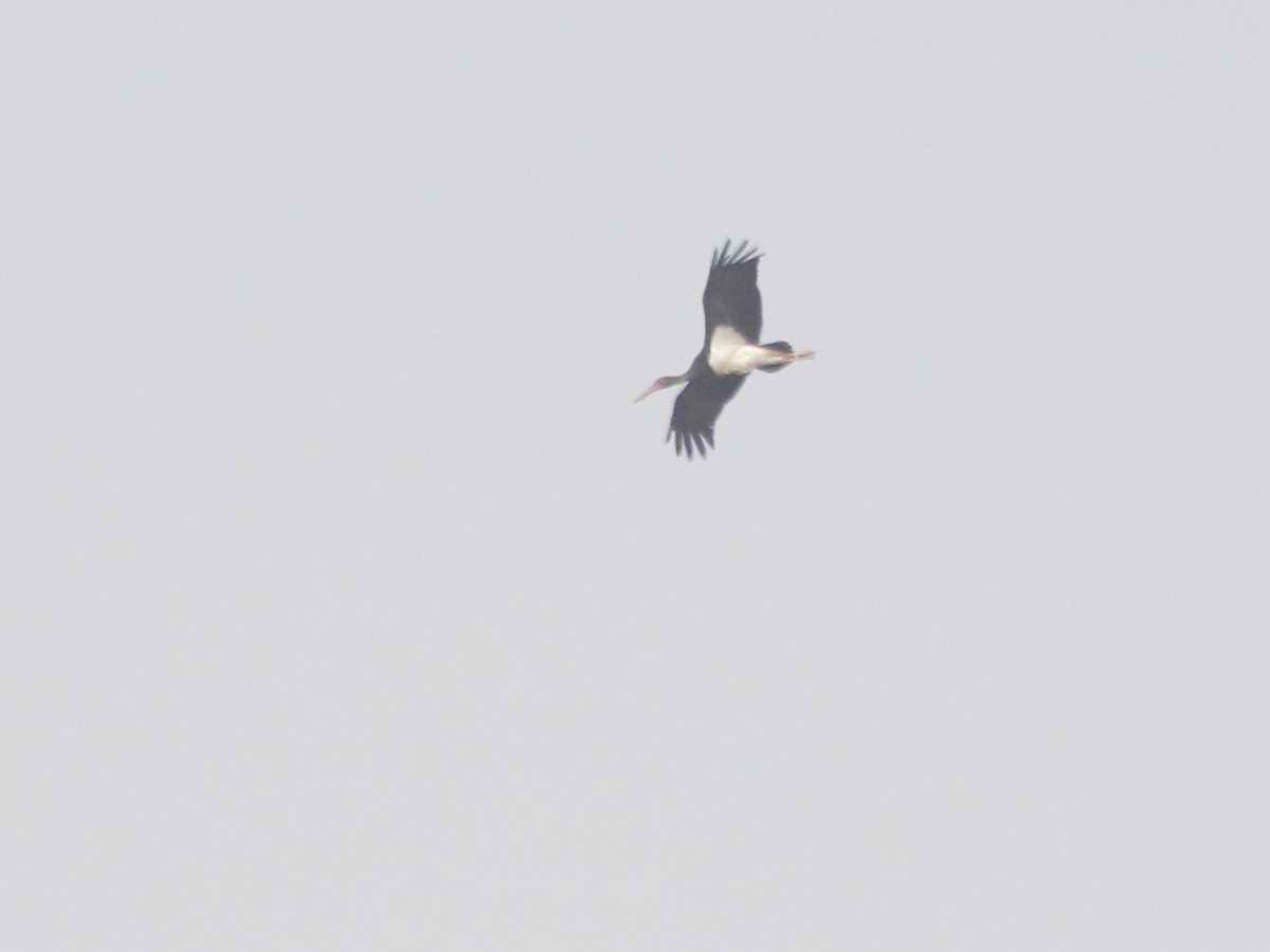 Black Stork - ML144399941