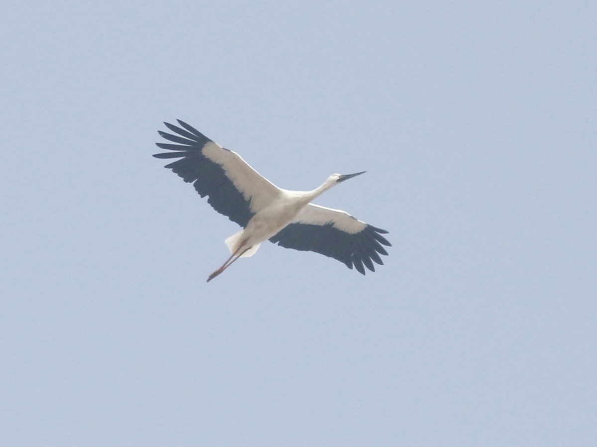 Oriental Stork - ML144399981