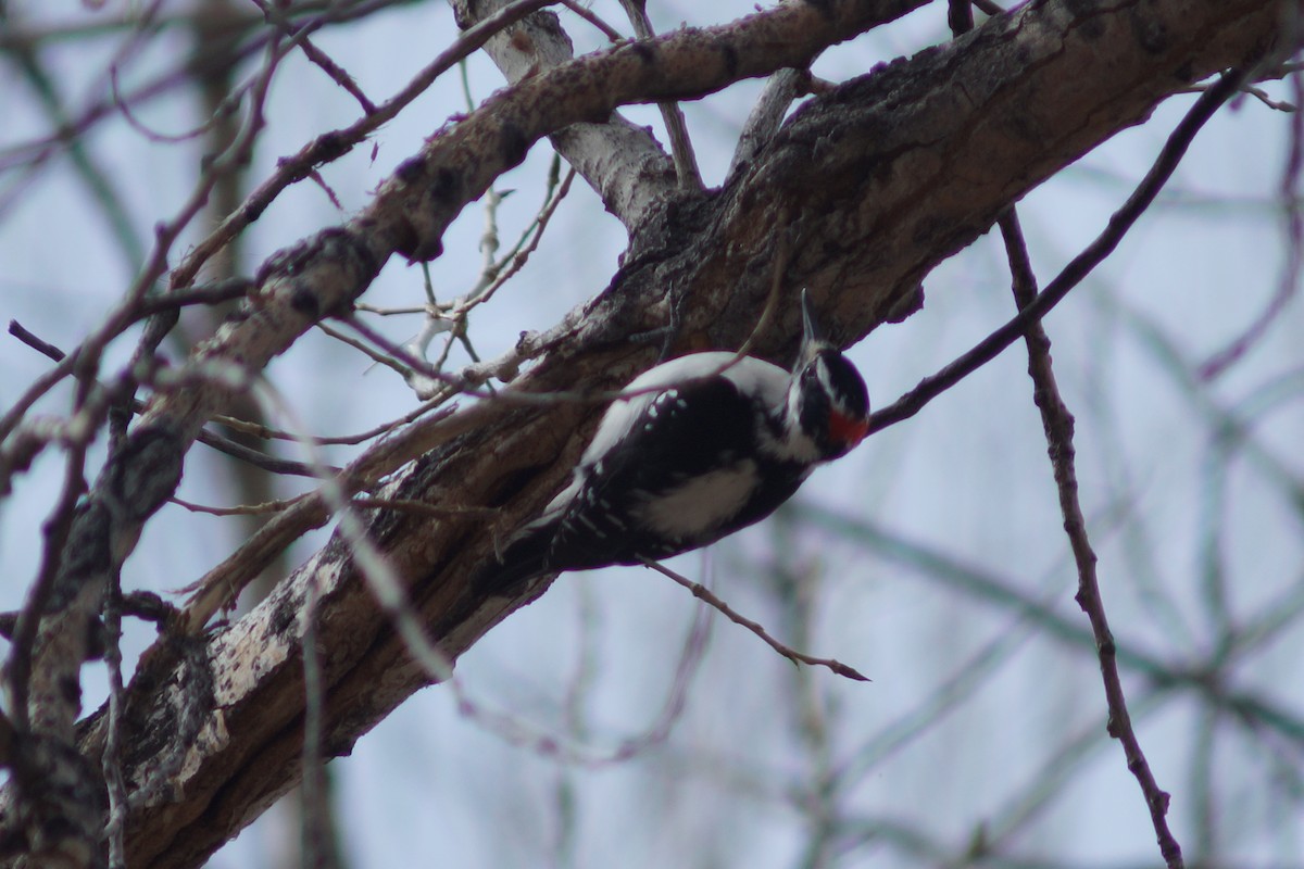 Hairy Woodpecker - Claire H