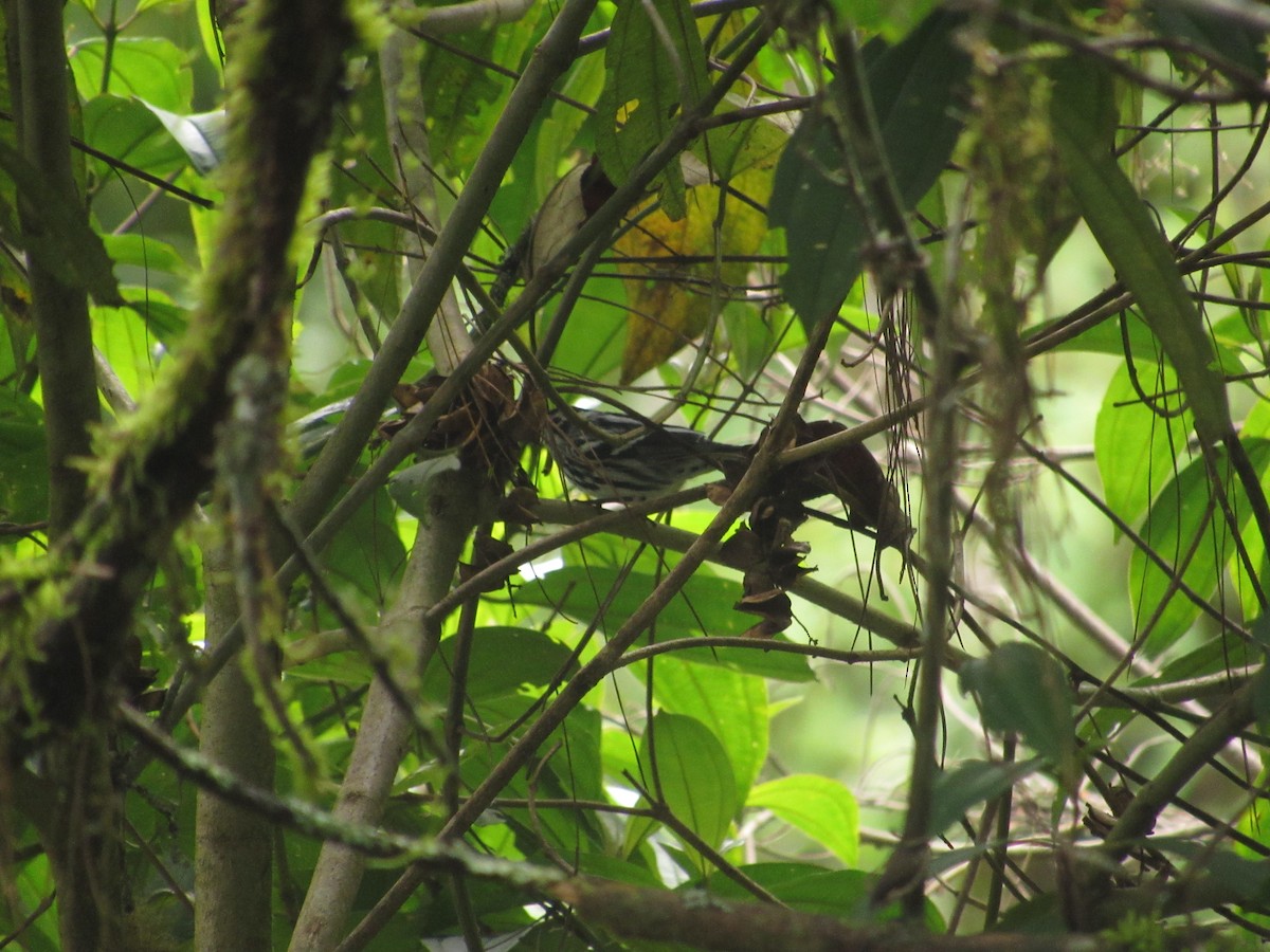 Black-and-white Warbler - ML144402811