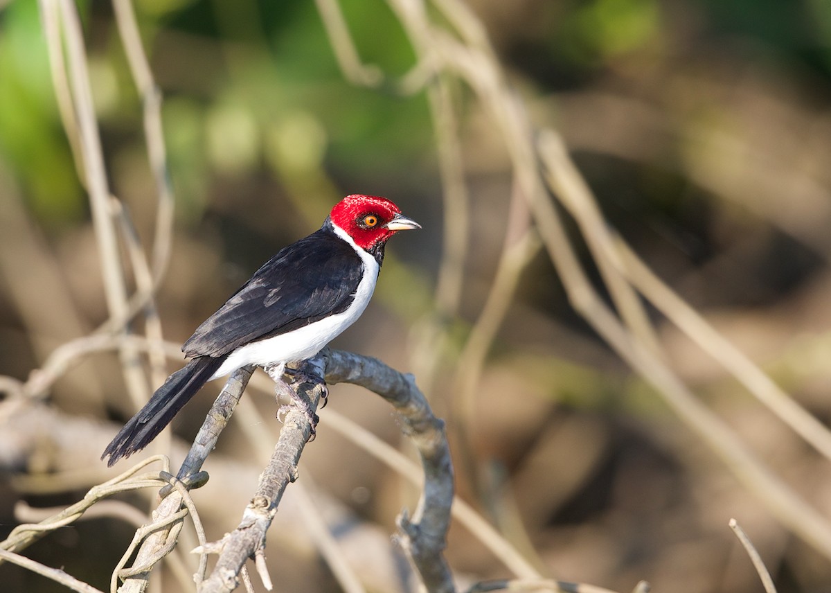 Red-capped Cardinal - ML144403511
