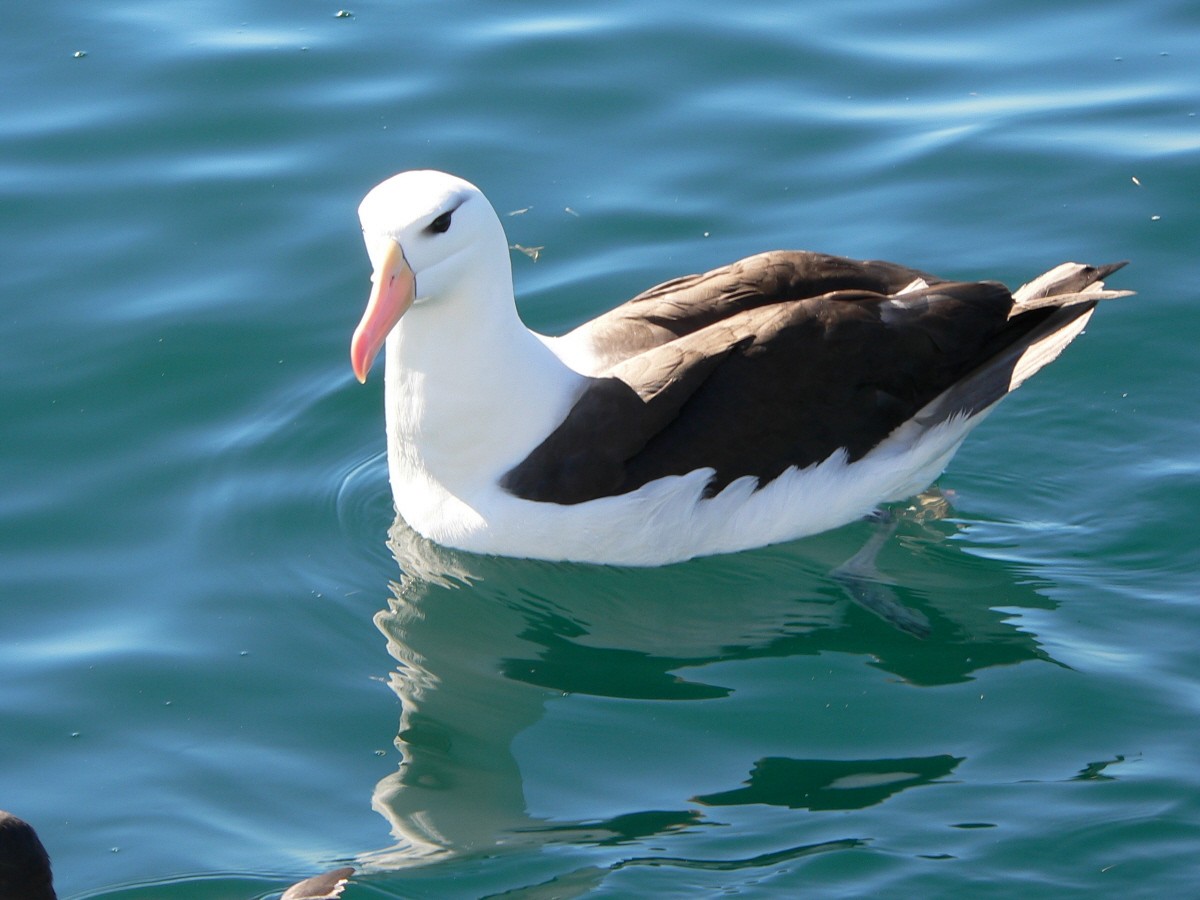Black-browed Albatross - Adam Kent