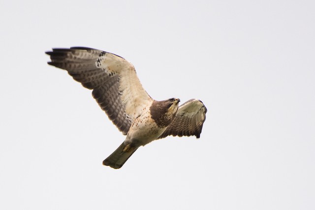 Swainson's Hawk