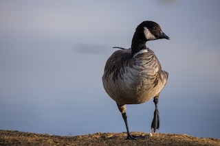 Cackling Goose (Aleutian), ML144406511