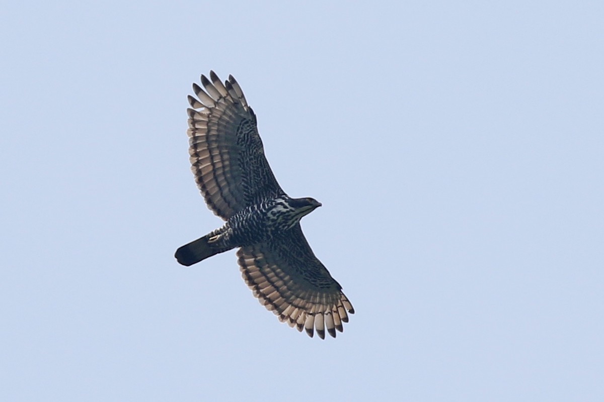 Blyth's Hawk-Eagle - Charley Hesse TROPICAL BIRDING