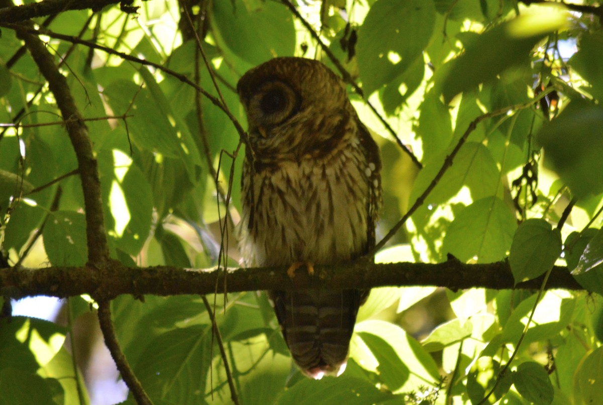 Fulvous Owl - Carlos Mancera (Tuxtla Birding Club)