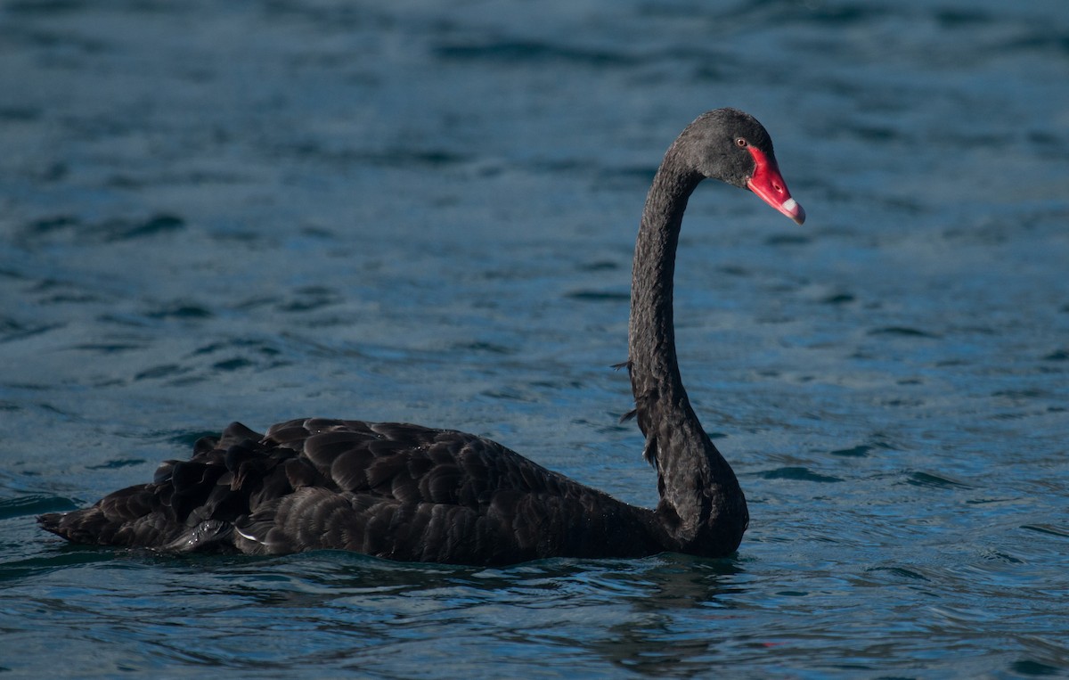 Black Swan - Mark Dettling