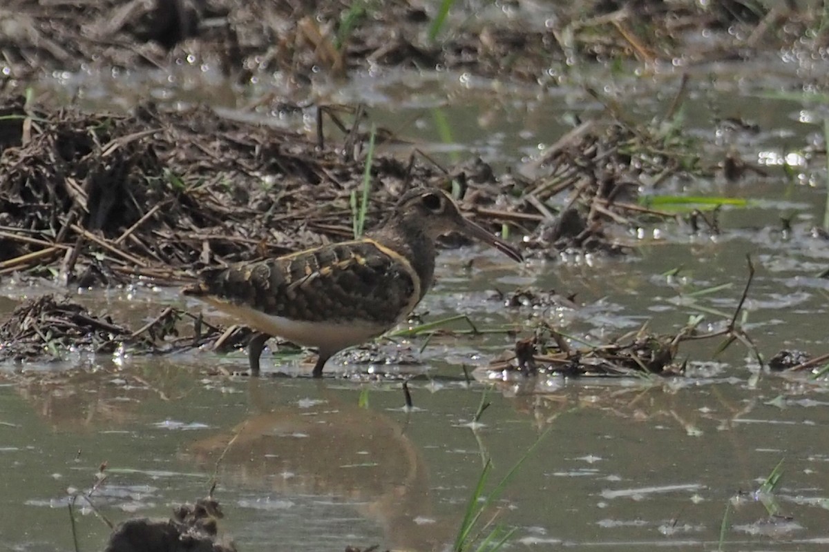 Greater Painted-Snipe - ML144411121