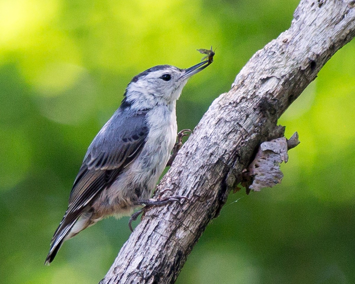 White-breasted Nuthatch - ML144411811