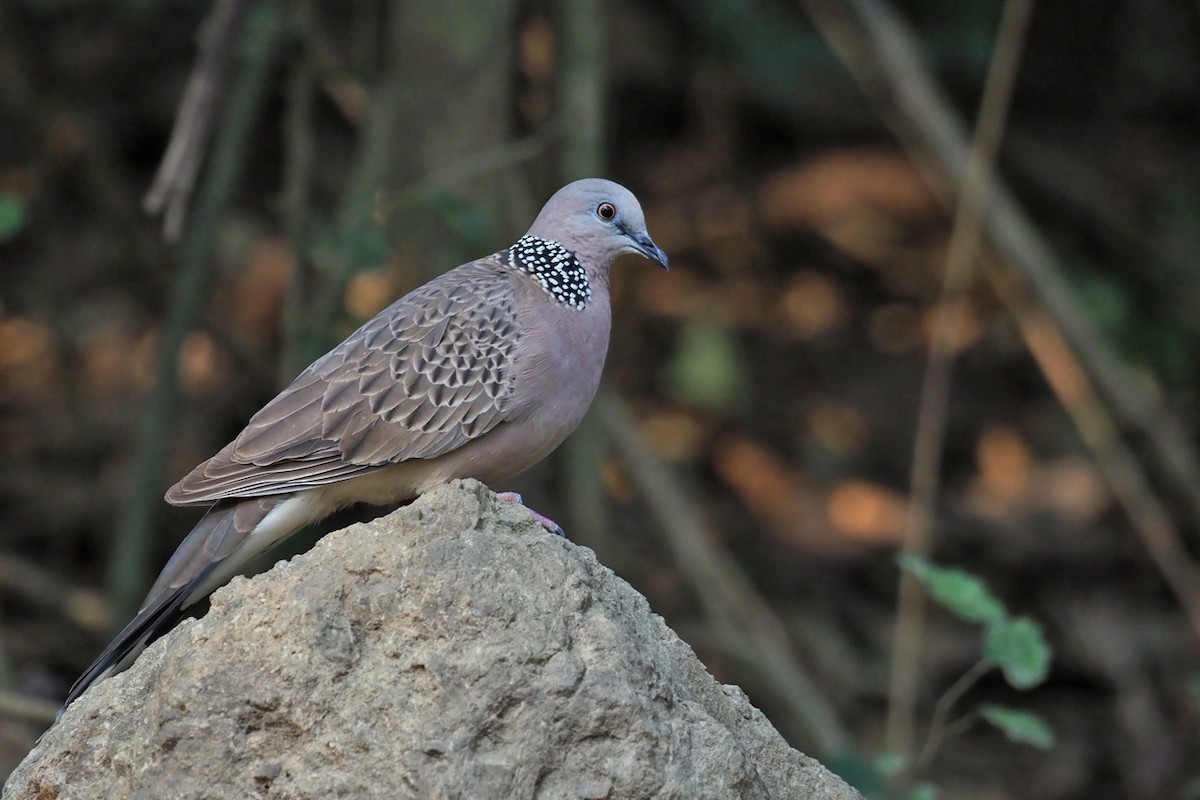 Spotted Dove (Eastern) - Charley Hesse TROPICAL BIRDING