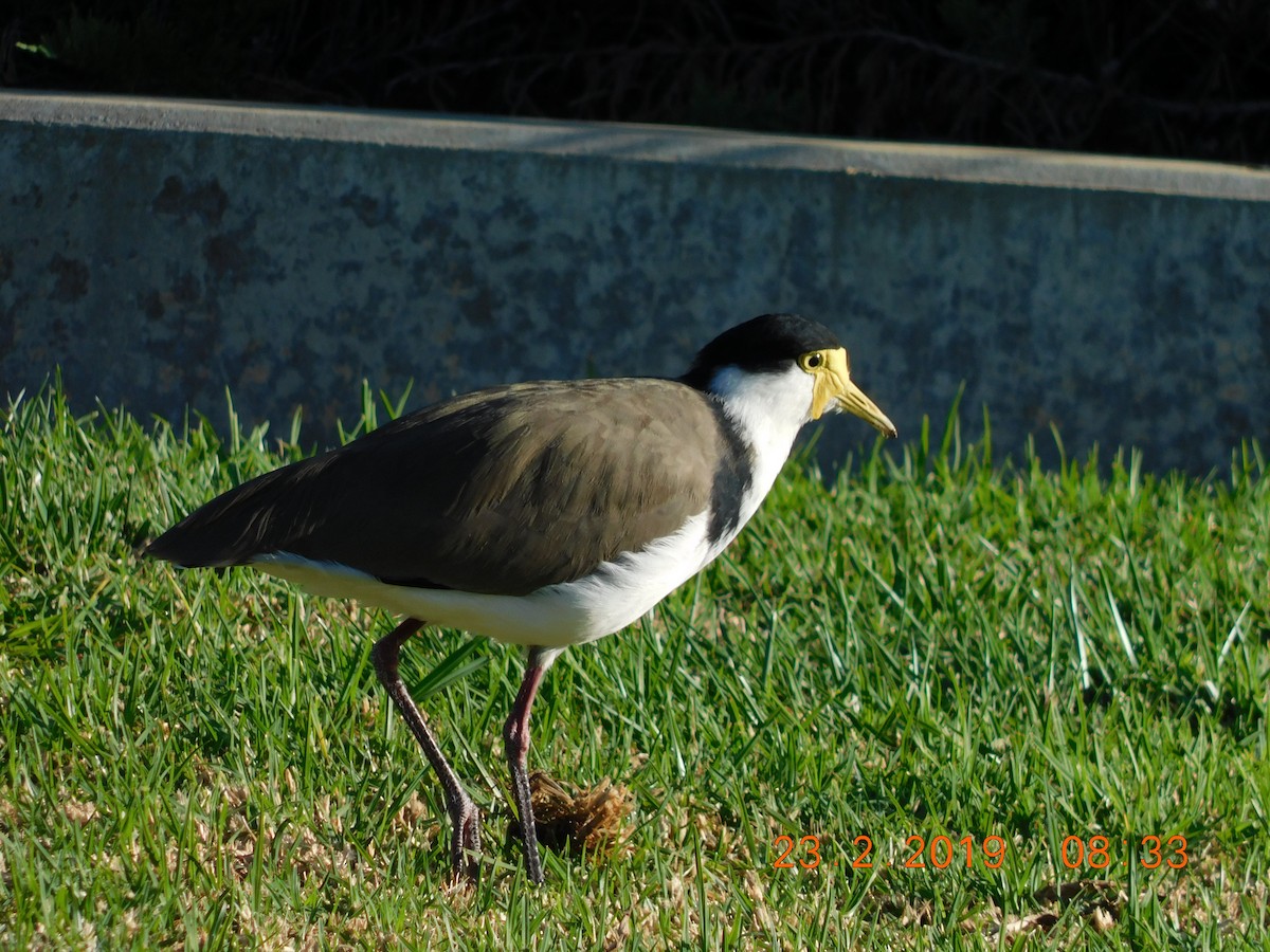 Masked Lapwing (Black-shouldered) - Ron Steicke
