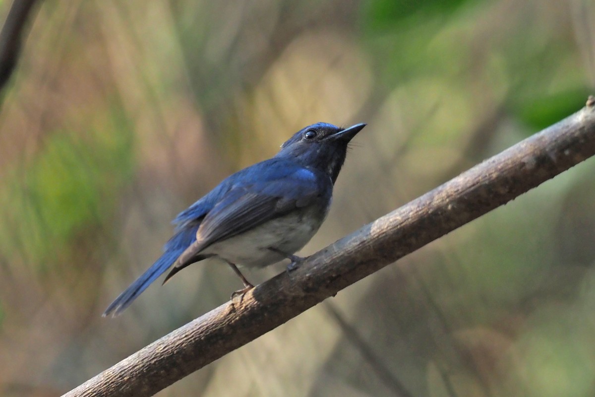 Hainan Blue Flycatcher - Charley Hesse TROPICAL BIRDING