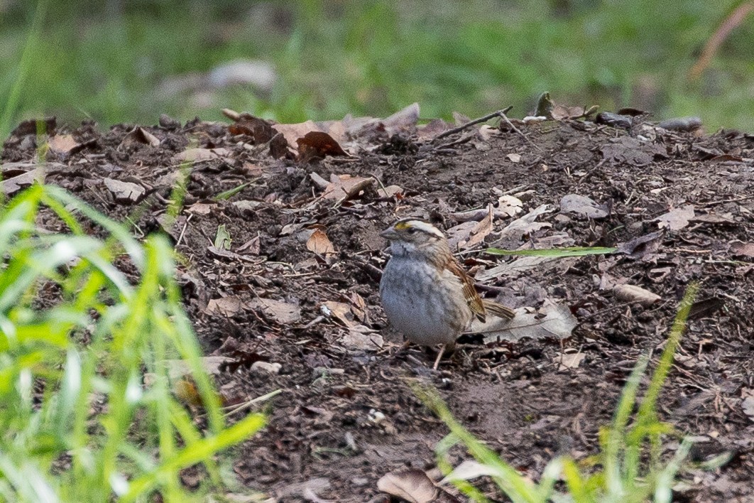 White-throated Sparrow - ML144412601