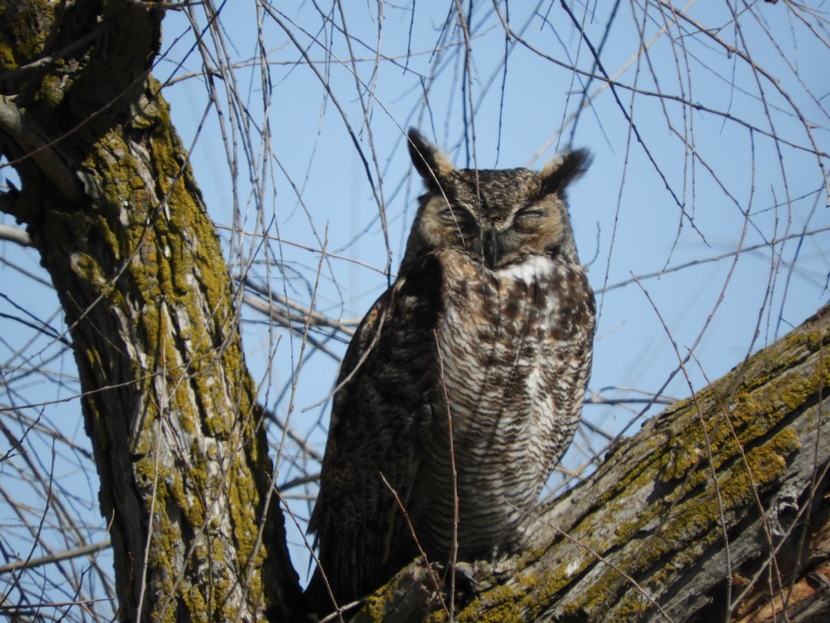 Great Horned Owl - Dale Swanberg