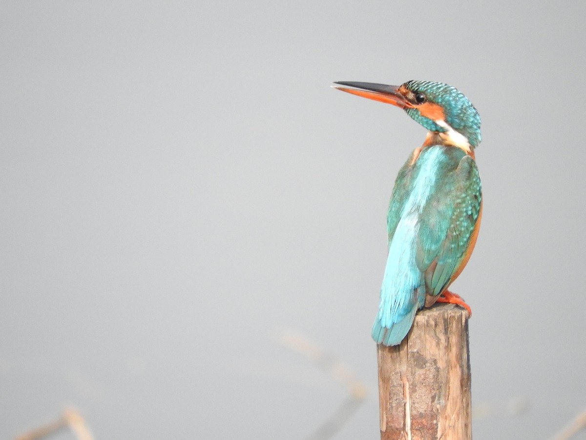 Common Kingfisher - Amara Bharathy