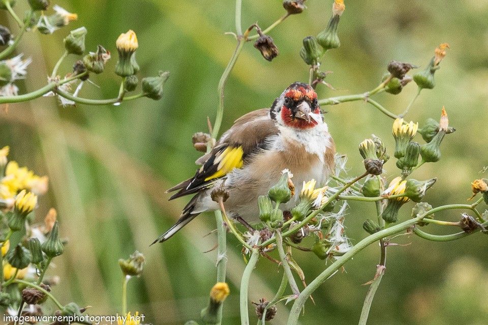 European Goldfinch - Imogen Warren