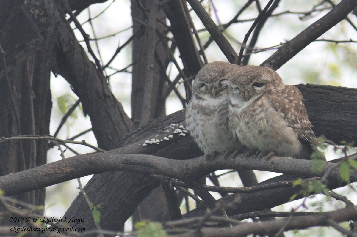 Spotted Owlet - ML144419121