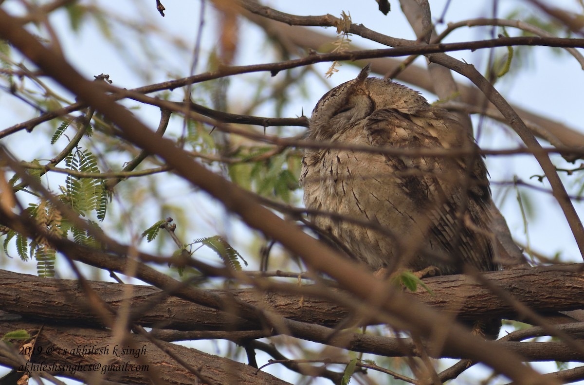 Indian Scops-Owl - ML144419151