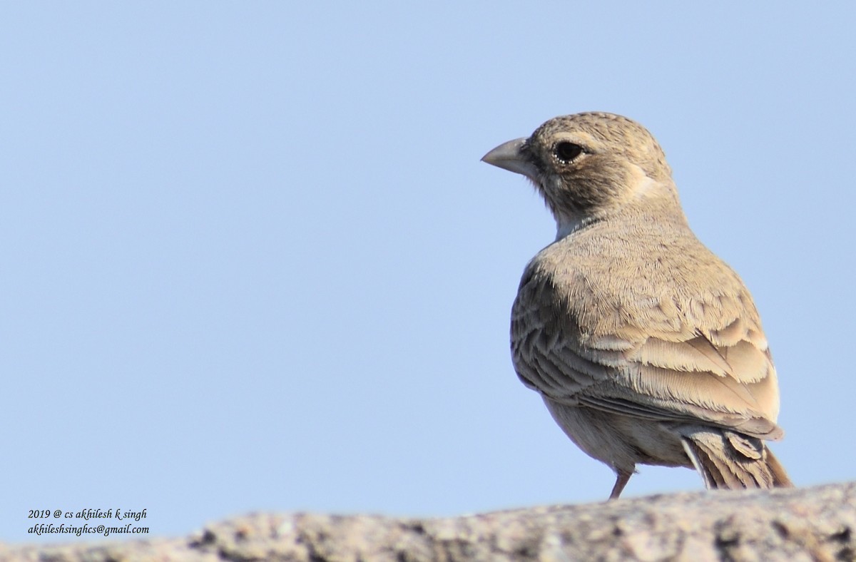 Ashy-crowned Sparrow-Lark - Akhilesh Singh