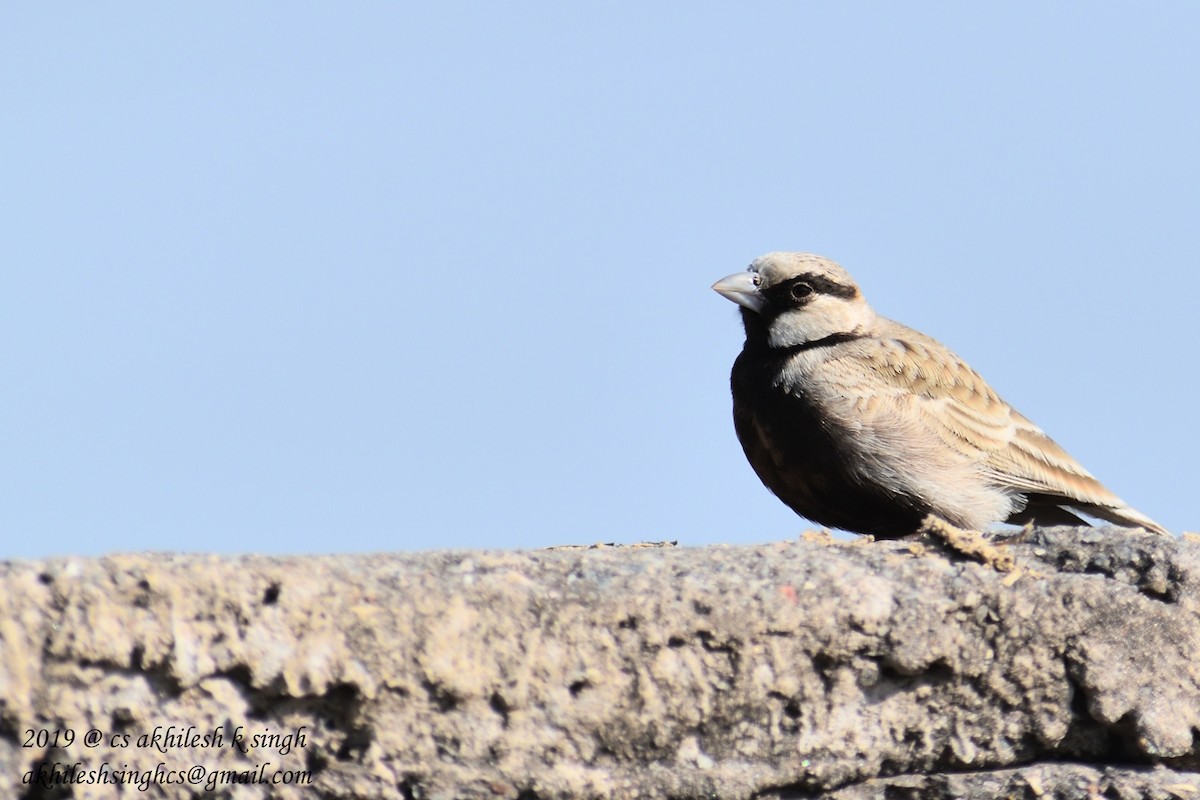 Ashy-crowned Sparrow-Lark - ML144419391