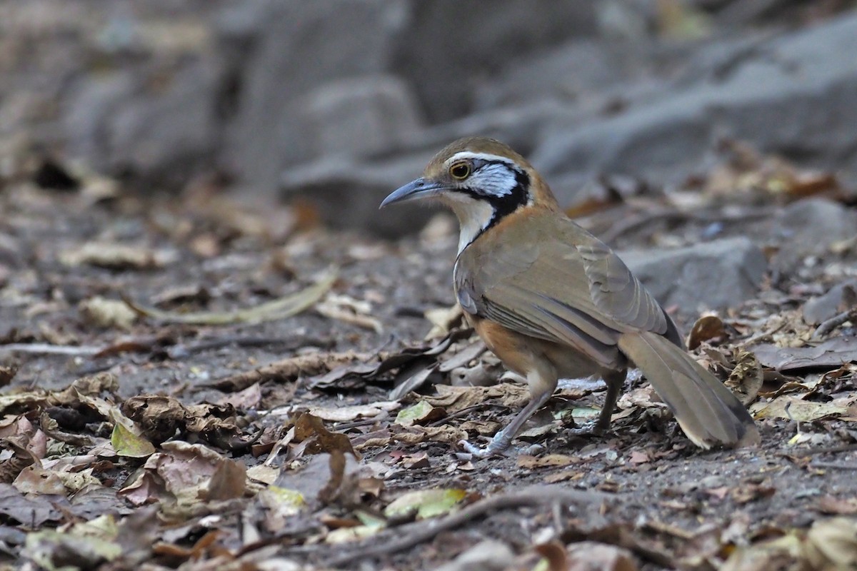 Greater Necklaced Laughingthrush - Charley Hesse TROPICAL BIRDING
