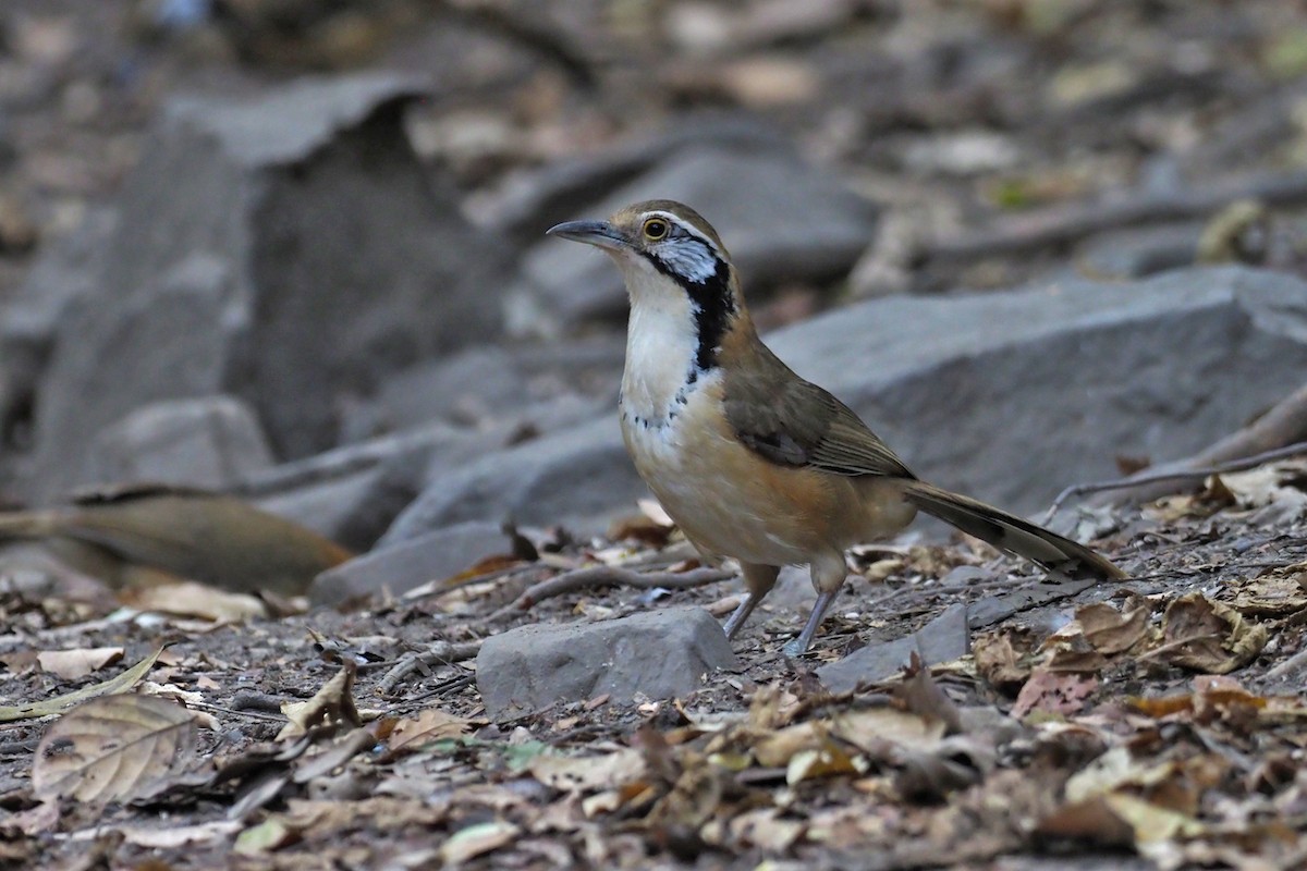 Greater Necklaced Laughingthrush - ML144421401