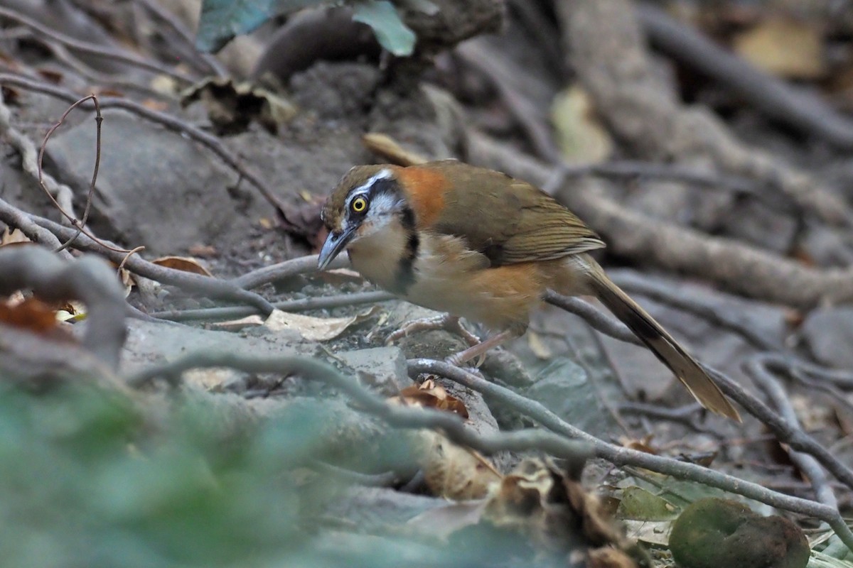 Lesser Necklaced Laughingthrush - ML144421421
