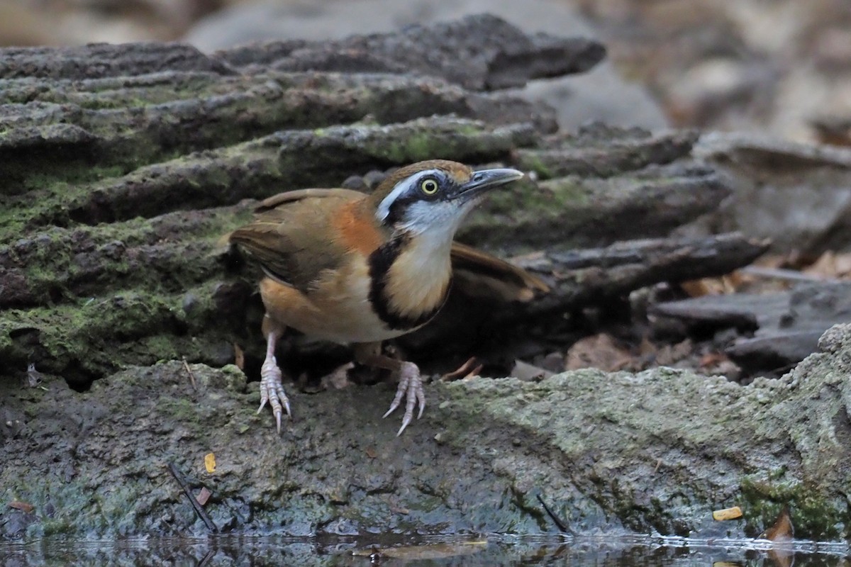 Lesser Necklaced Laughingthrush - ML144421431