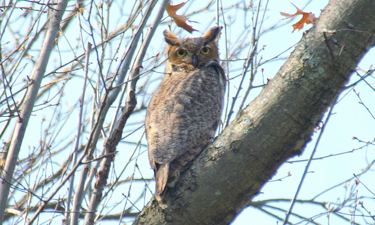 Great Horned Owl - Kala King