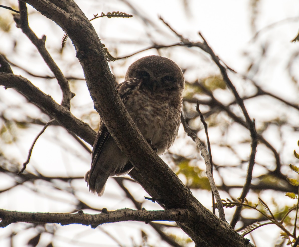 Spotted Owlet - Zaber Ansary -BirdingBD Tours