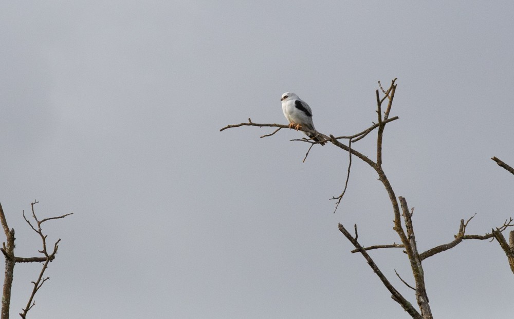 White-tailed Kite - ML144422011