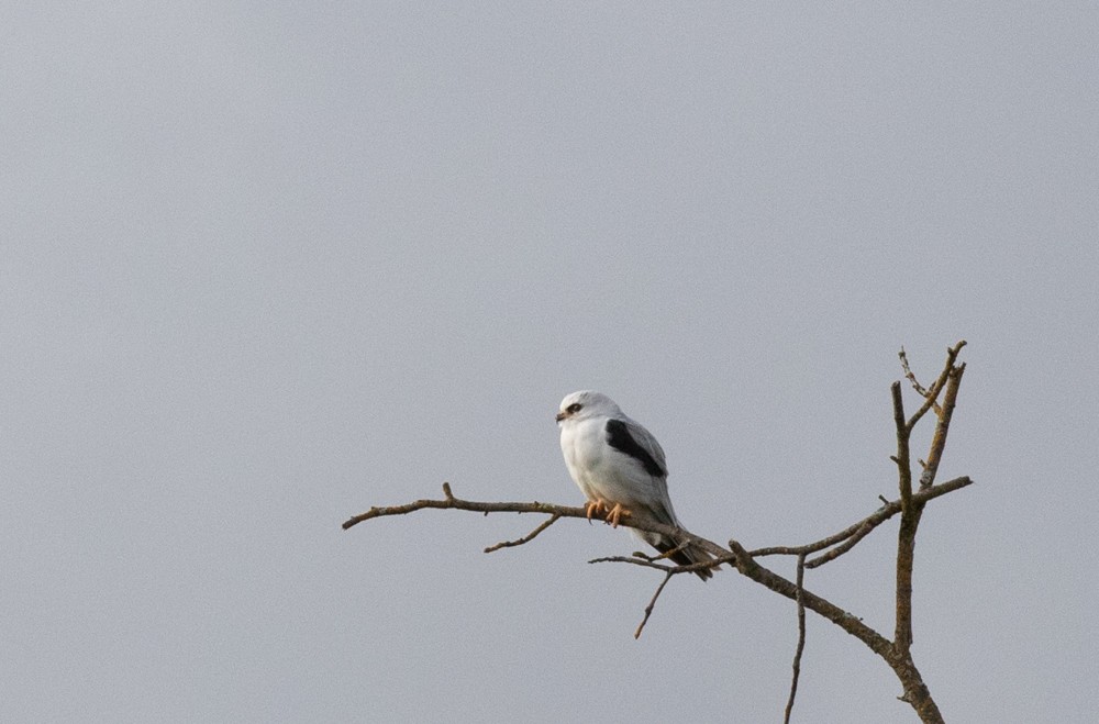 White-tailed Kite - ML144422021
