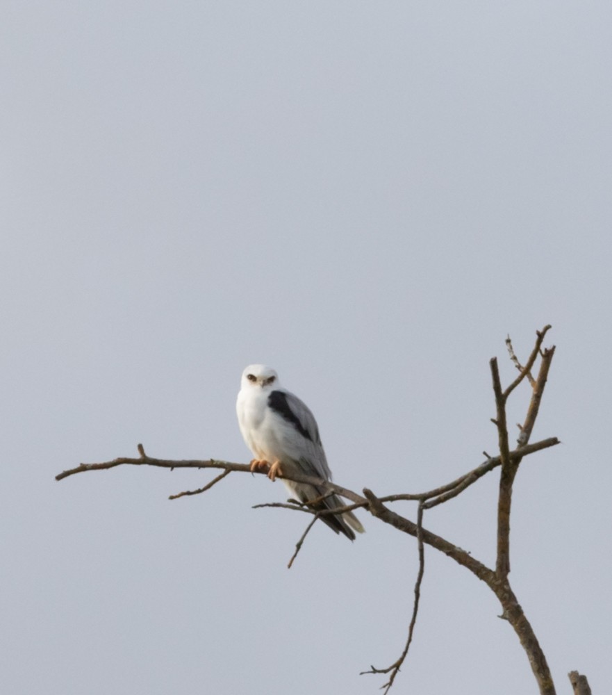 White-tailed Kite - ML144422031