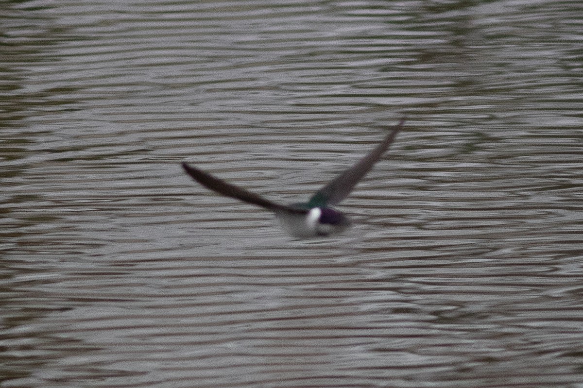 Violet-green Swallow - Seymore Gulls