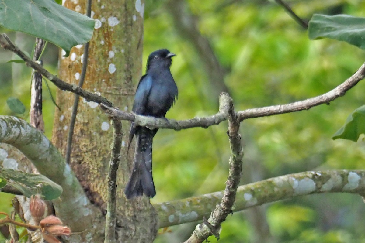 Square-tailed Drongo-Cuckoo - Charley Hesse TROPICAL BIRDING