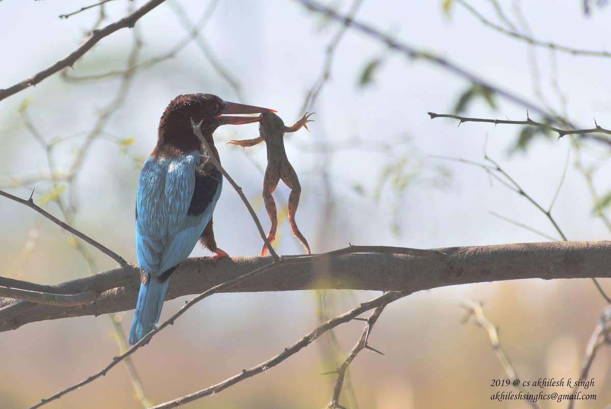 White-throated Kingfisher - Akhilesh Singh