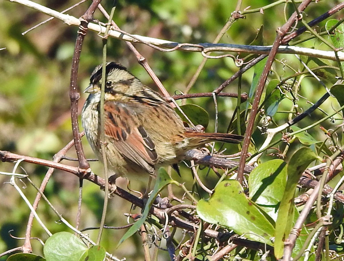 Swamp Sparrow - kas dumroese