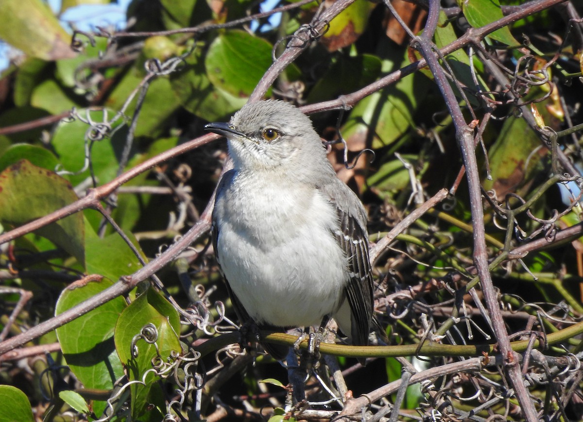 Northern Mockingbird - kas dumroese