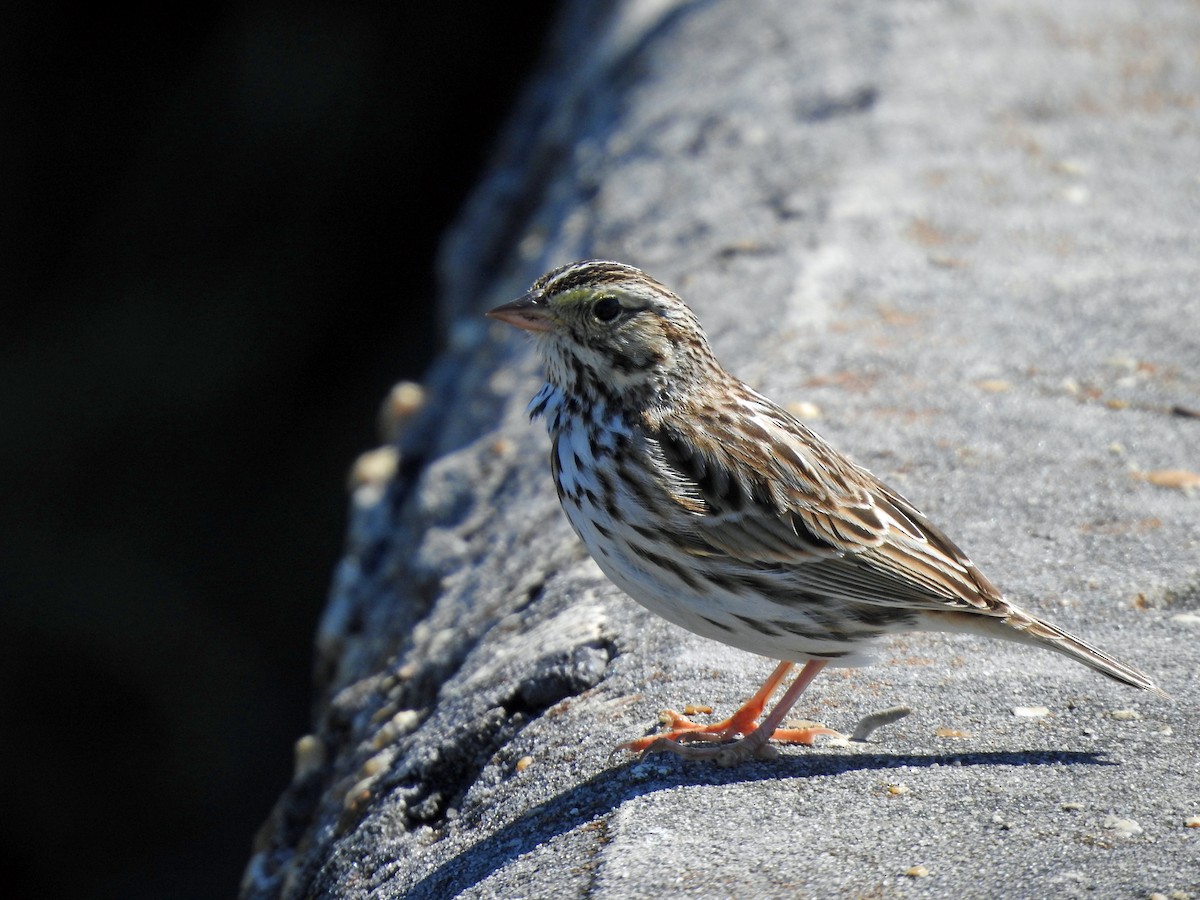 Savannah Sparrow - kas dumroese
