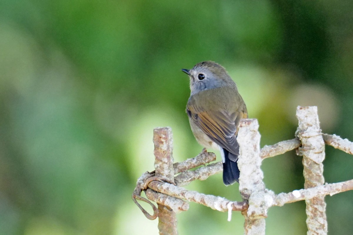 Rufous-gorgeted Flycatcher - Charley Hesse TROPICAL BIRDING