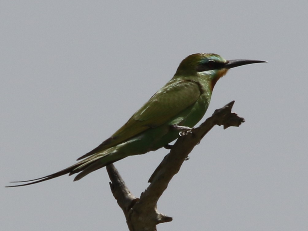 Blue-cheeked Bee-eater - ML144425991