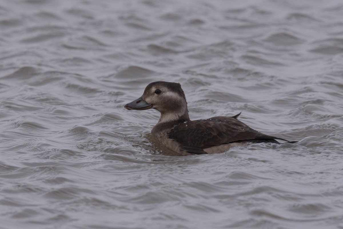 Long-tailed Duck - Aaron Lang