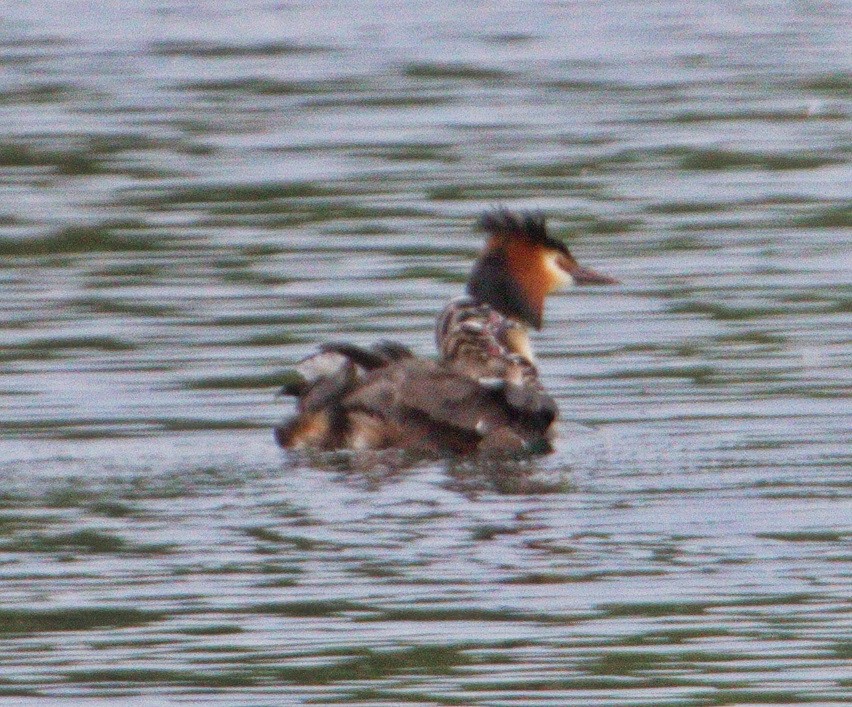 Great Crested Grebe - ML144426521