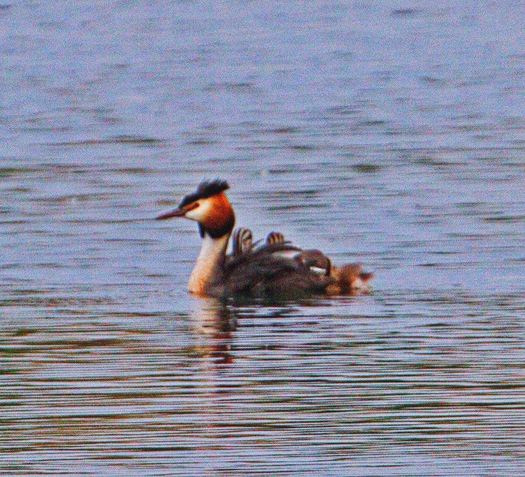 Great Crested Grebe - ML144426531