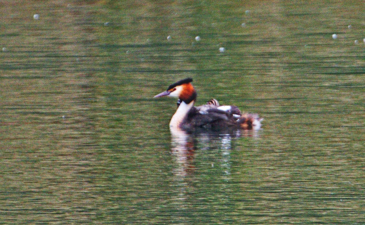 Great Crested Grebe - ML144426581