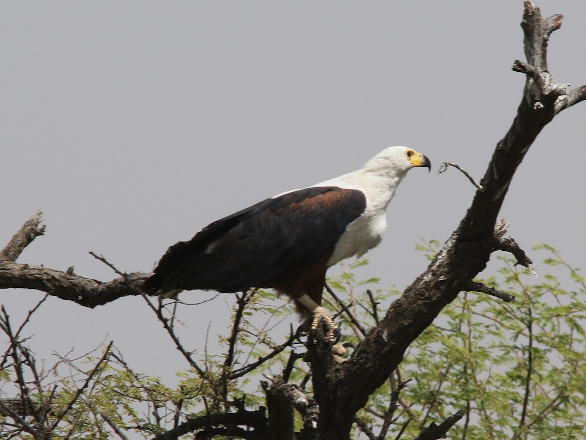 African Fish-Eagle - ML144426831