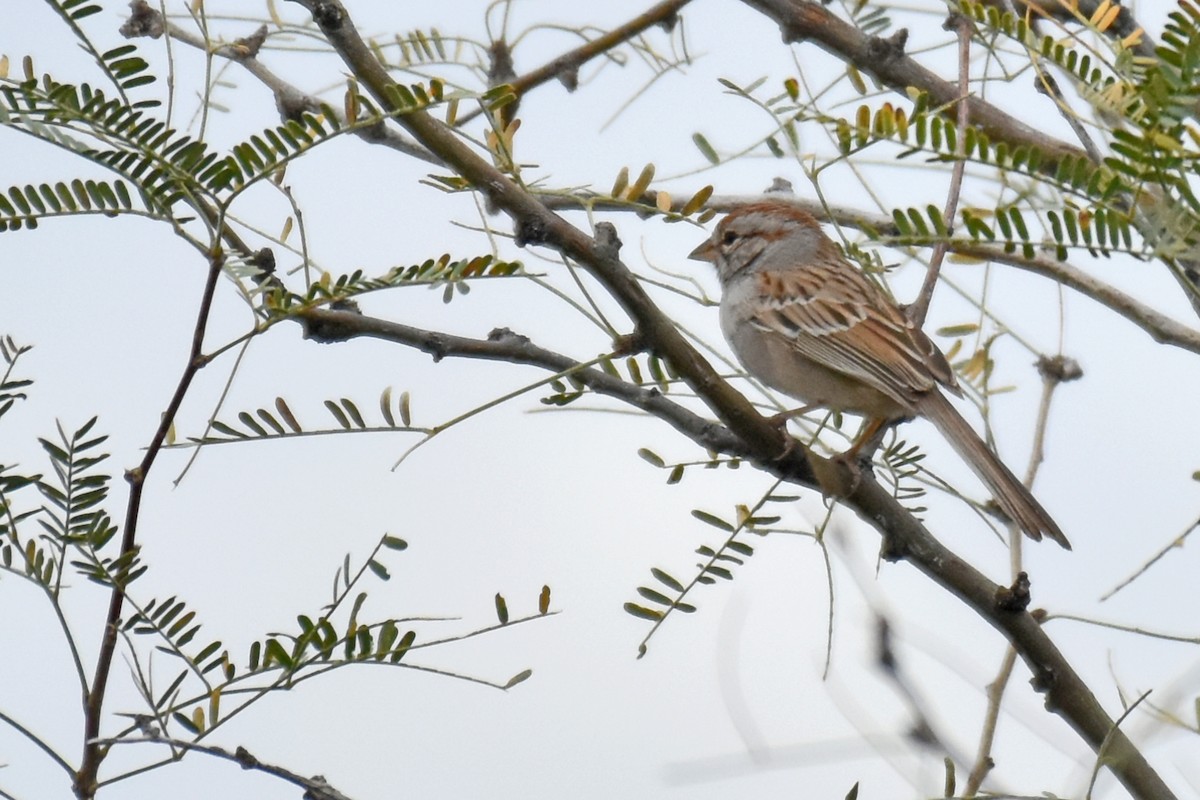 Rufous-winged Sparrow - ML144426871