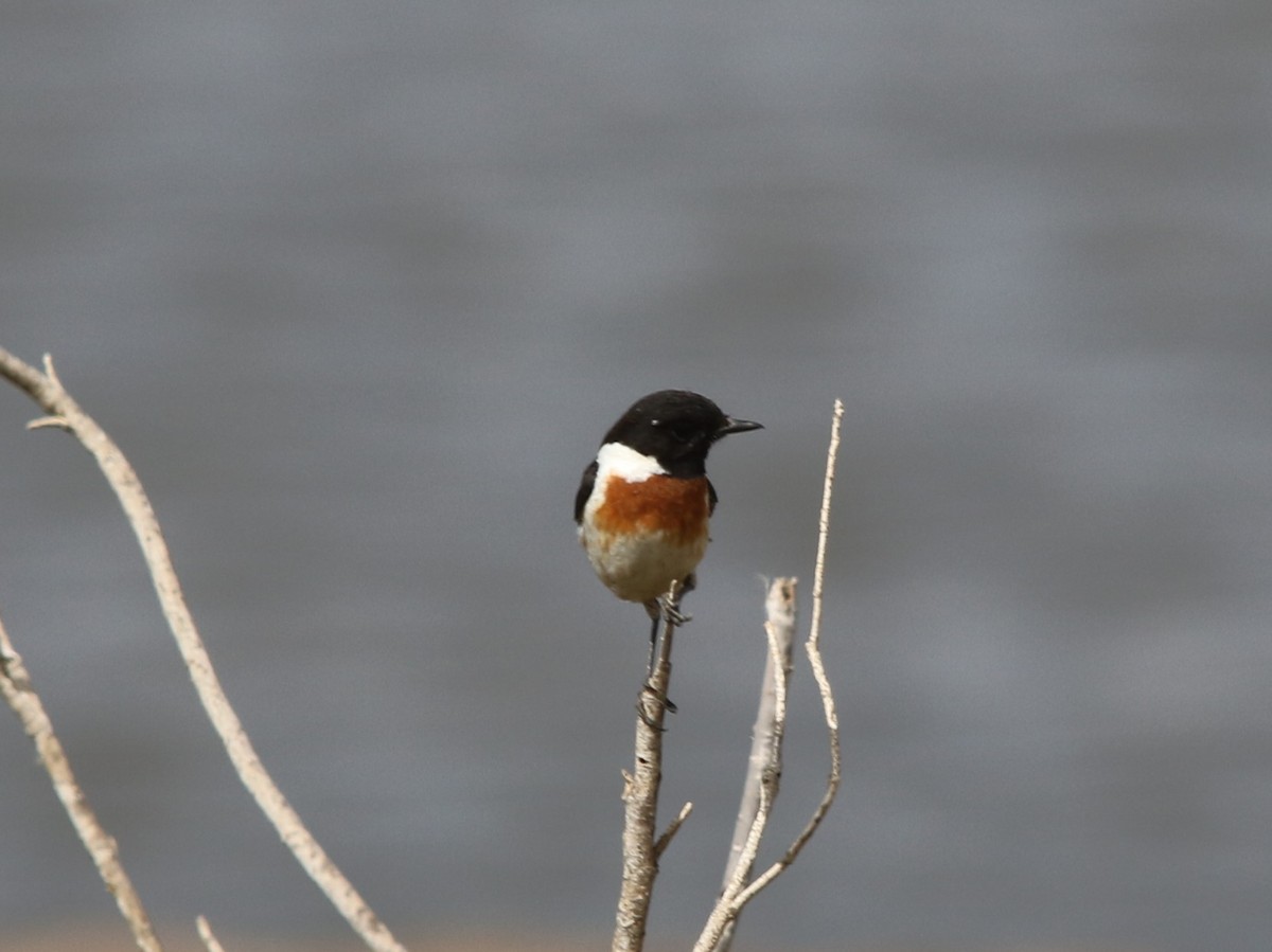 African Stonechat - ML144426961