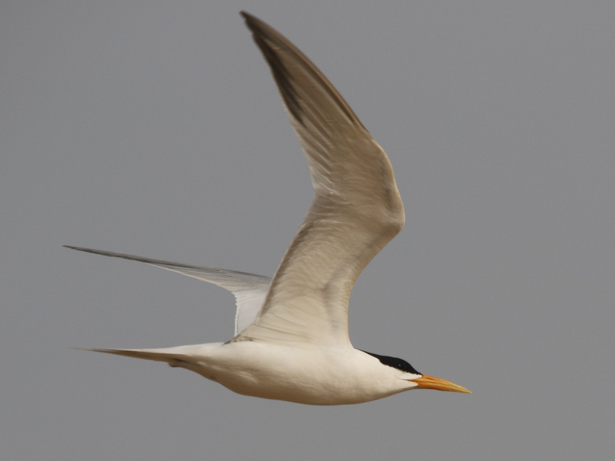 West African Crested Tern - ML144430491