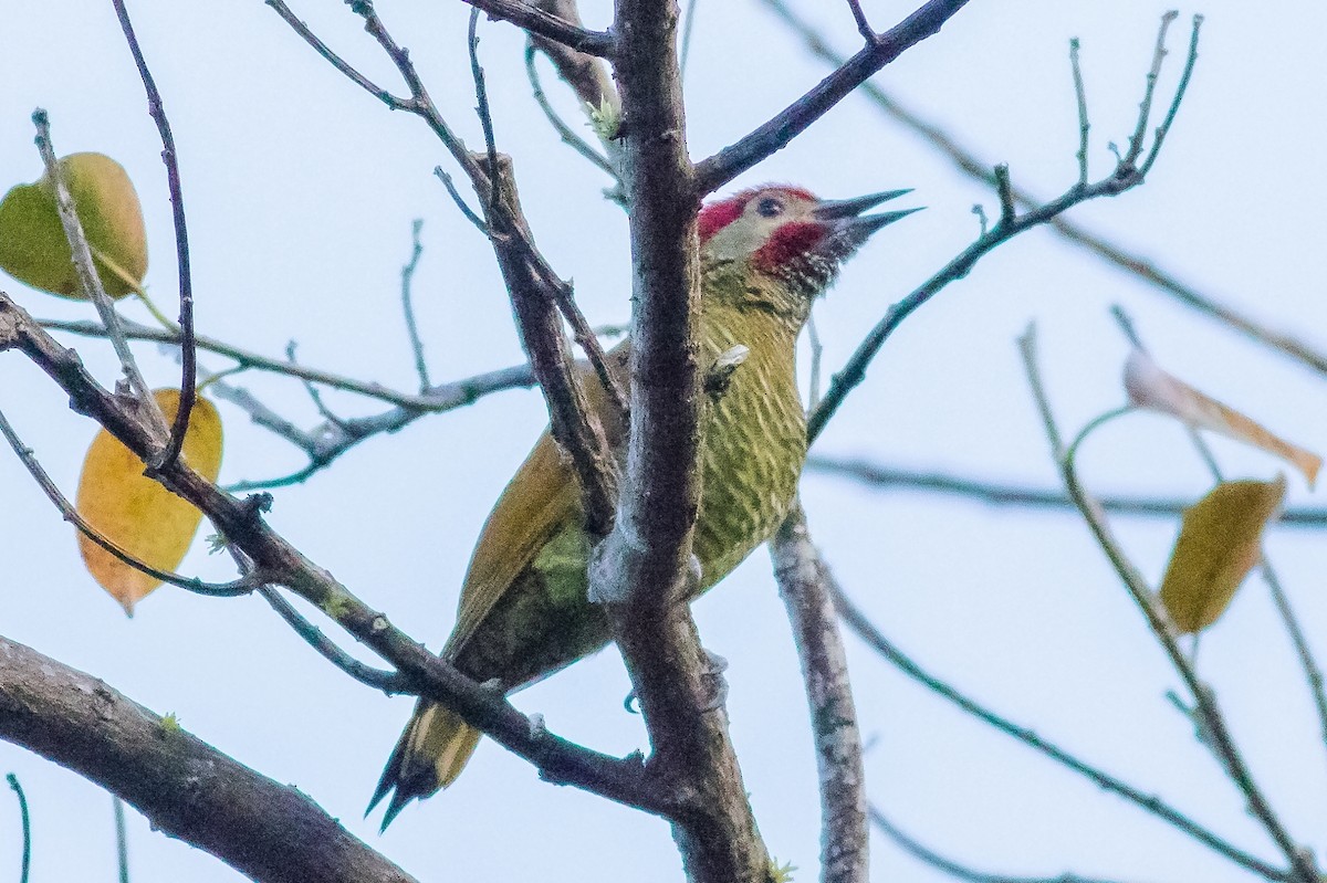 Golden-olive Woodpecker - ML144431391